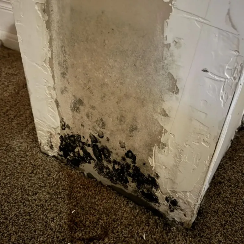 Professional Mold Removal in Janesville, WI